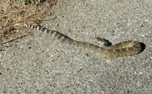 Closeup of rattlesnake